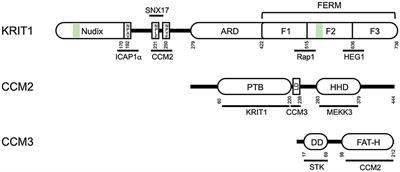 Is Location Everything? Regulation of the Endothelial CCM Signaling Complex